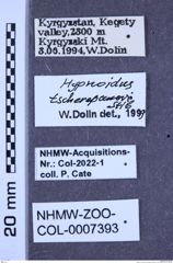 Etikette zu Hypnoidus tscherepanovi (Stibick, 1979) (NHMW-ZOO-COL-0007393)